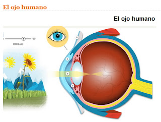 http://www.visiondirect.es/ojo-humano