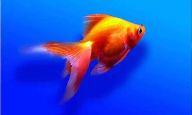 Fantail-Goldfish
