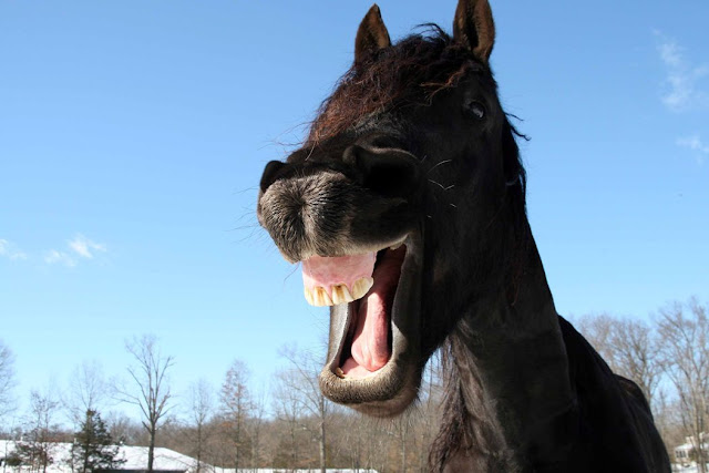 Funny Horse Teeth Wallpaper