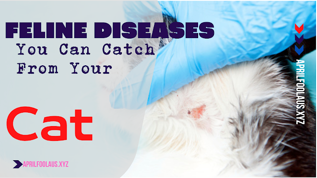 FELINE DISEASES You Can Catch From Your Cat Ringworm and Giardiasis