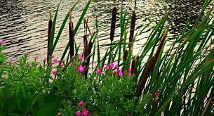 Roble, junco y secuoya