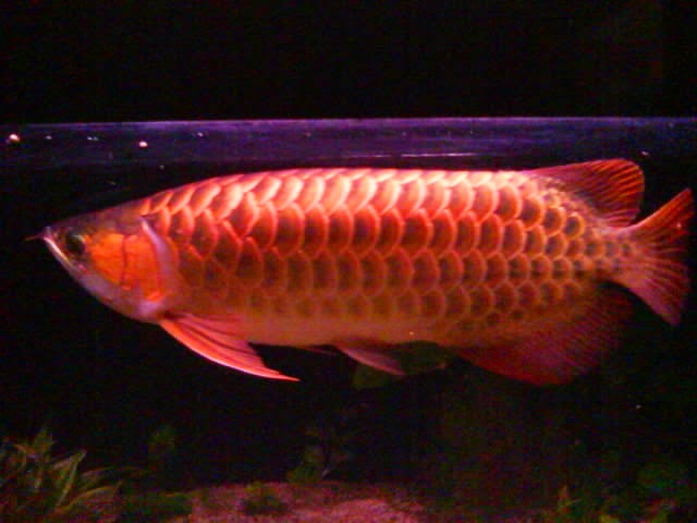 Indahnya gan Gambar Foto Ikan Arwana Golden Red  Ini 