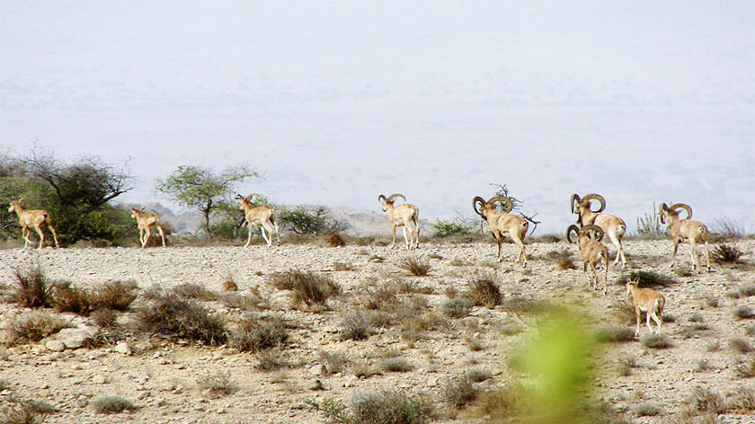 Kirthar National Park, visit places, places to visit near me, tourist places near me, nearest tourist places, best places to visit, best places to visit near me