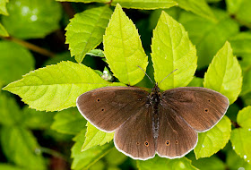 Ringlet butterfly, Aphantopus hyperantus, basking on Orchis Bank.  Orpington Field Club outing to Orchis Bank, Downe.  25 June 2011.  Taken with EOS 450D and 100mm macro lens.