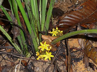 Hill coconut (Curculigo sp.)