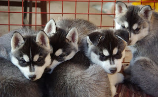 siberian husky puppies, different breeds of dogs pictures