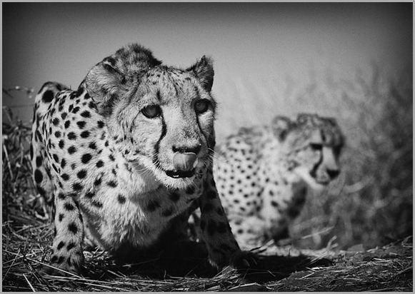 7264Namibia 09 KopieSW2web