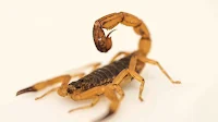 escorpião amarelo, evitar escorpiões, como afastar escorpiões, escorpião em casa, escorpiões venenosos, perigos dos escorpiões, controle de escorpiões