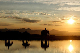 Knysna Elephants