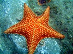 Estrela-do-mar
