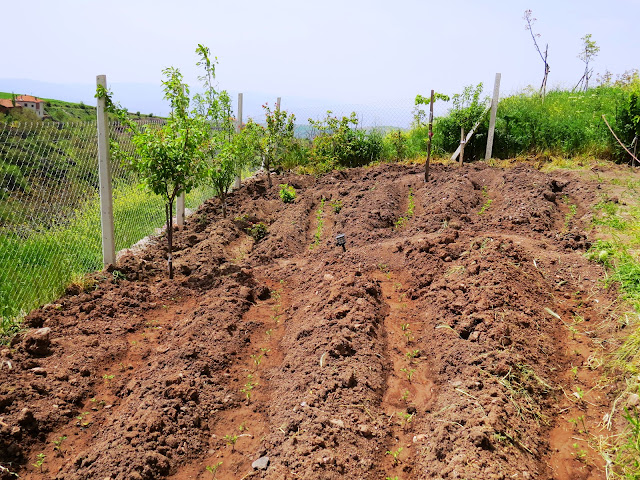 We planted in the garden of tomatoes, peppers, eggplant and other vegetables seedlings.