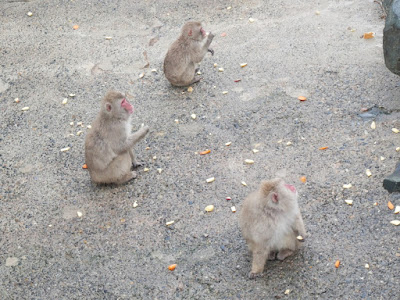 長野 城山動物園 猿山