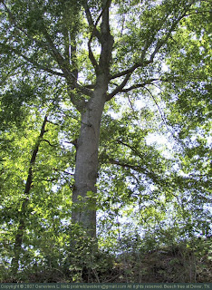 Beech tree on the bluffs of the Cumberland River