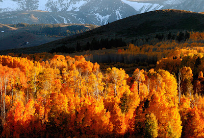 tips for photographing fall colours