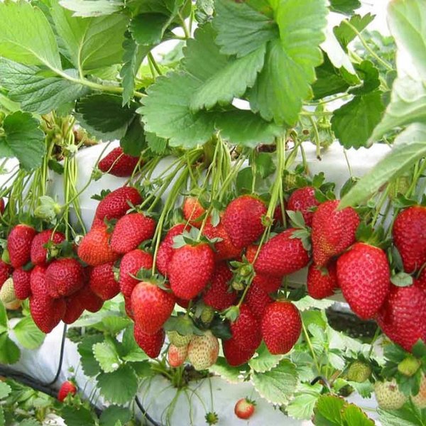 bibit strawberry california stock ready Bitung