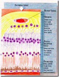 Schematic of Retina