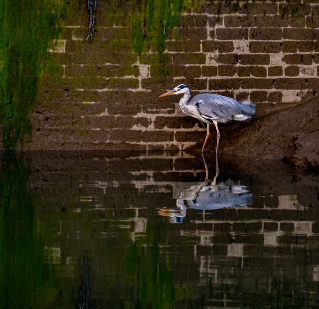 Photo of the larger heron fishing in the marina