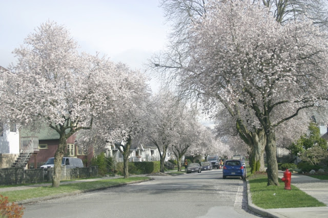 East Vancouver Cherry Blossoms in full bloom!