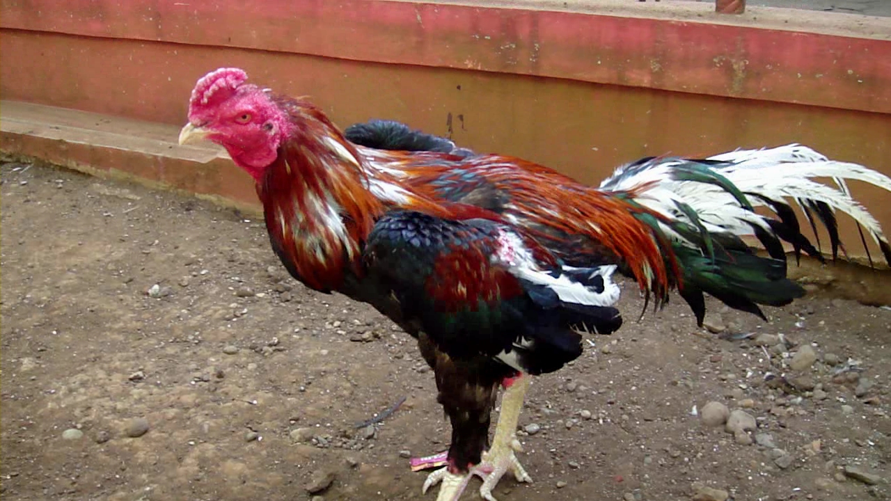 SI Bajak Laut Jago Bibitan Ayam  Bangkok 