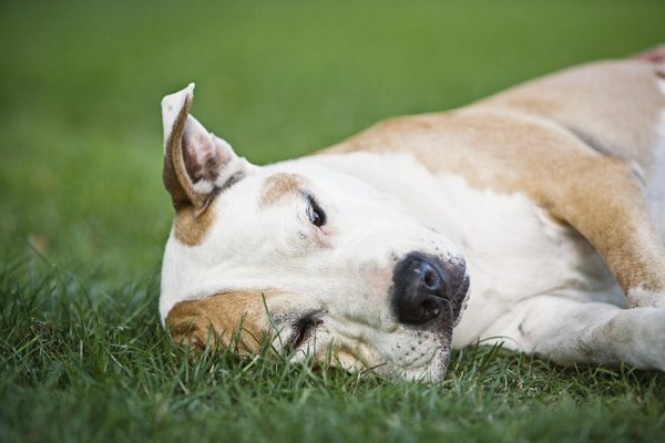 5 Types of Anemia in Dogs and Their Causes and Symptoms