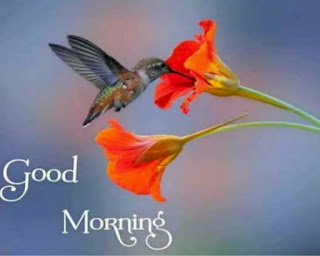 Bird with Flower Morning Picture.jpg