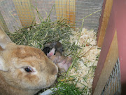 4 day old bunnies