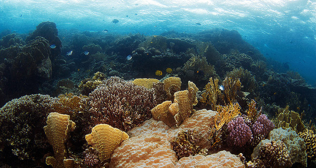  Kehidupan  dibawah dasar Laut 