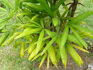 Rhapis excelsa - Rotin - Palmier chanvre - Palmier chinois