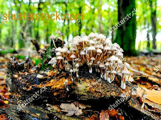 Enokitake Mushrooms growth on wooden