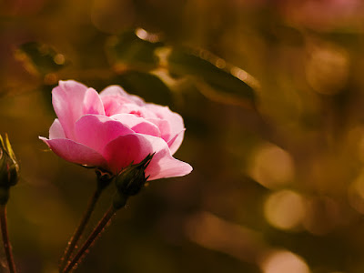 fotografias de rosas en tallos