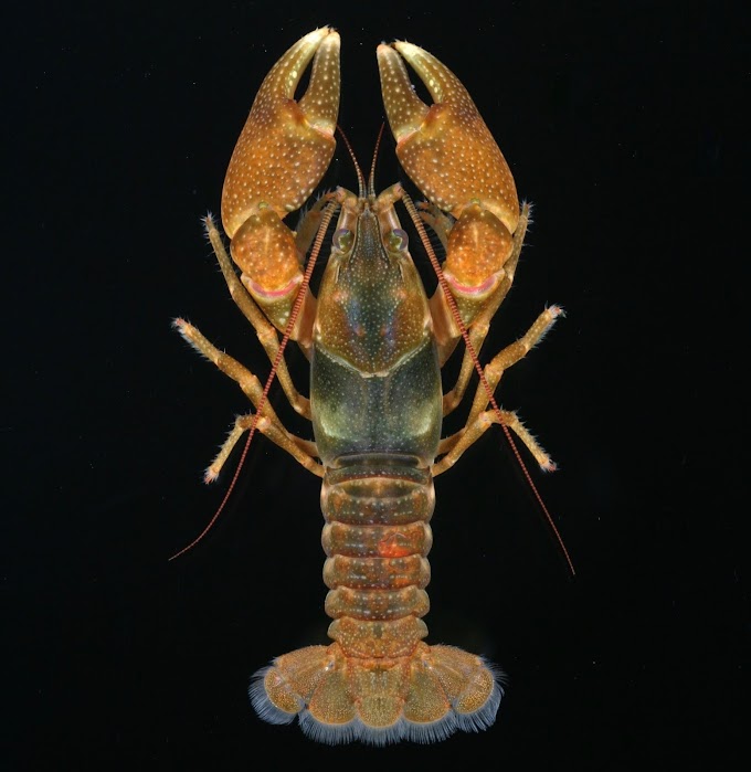   [Crustacea • 2019] Faxonius bellator • Systematics and Description of A New Species of Faxonius Ortmann, 1905 (Decapoda: Astacidea: Cambaridae) from the Red River System of Kentucky and Tennessee