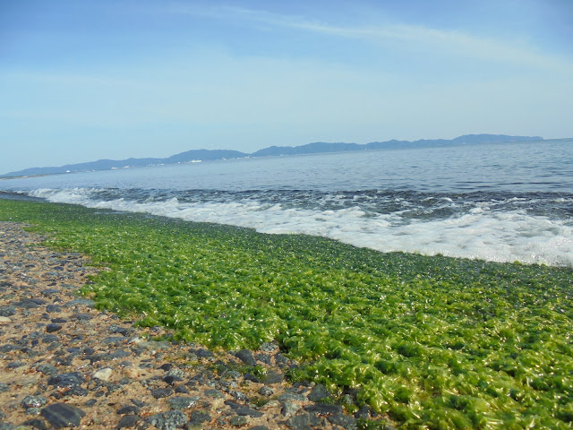 船着き場の海藻