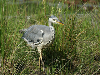 Ardea cinerea - Héron cendré