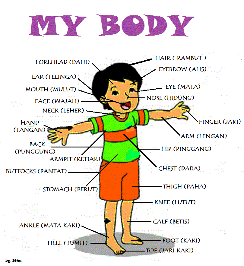 NAMA BAGIAN TUBUH  MANUSIA DALAM BAHASA  INGGRIS  GeoMath 