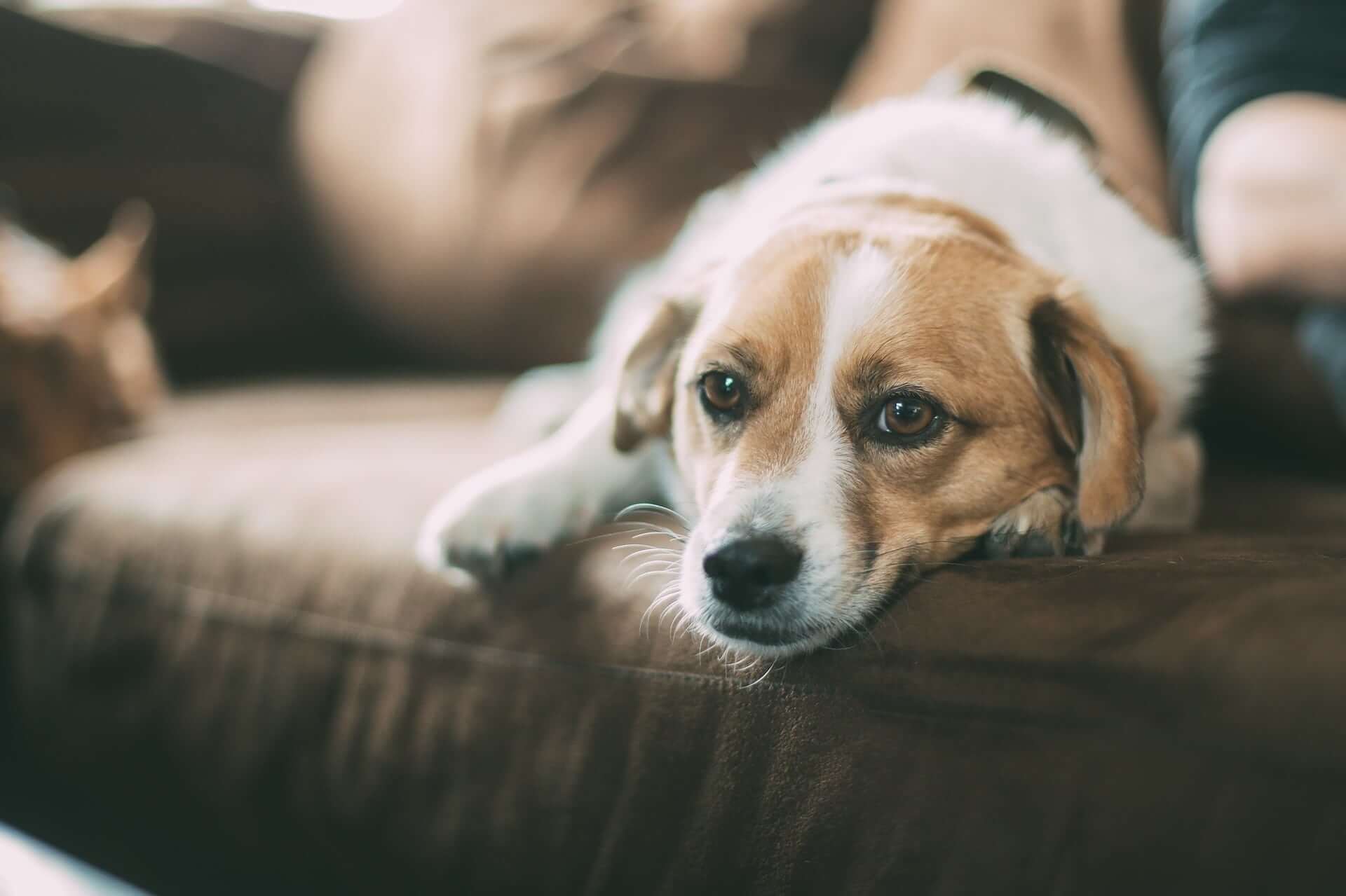 Dog Health Concerns You Should Know About.