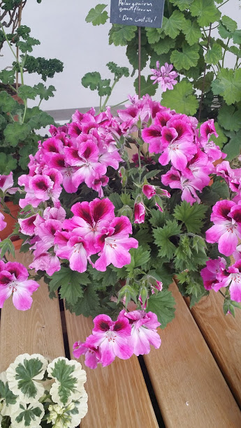 expozitie de muscate pelargonium