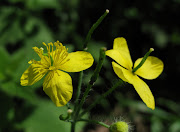 Flores y Palabras (varios)