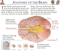 anatomy-of-brain