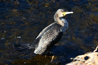 Phalacrocorax carbo