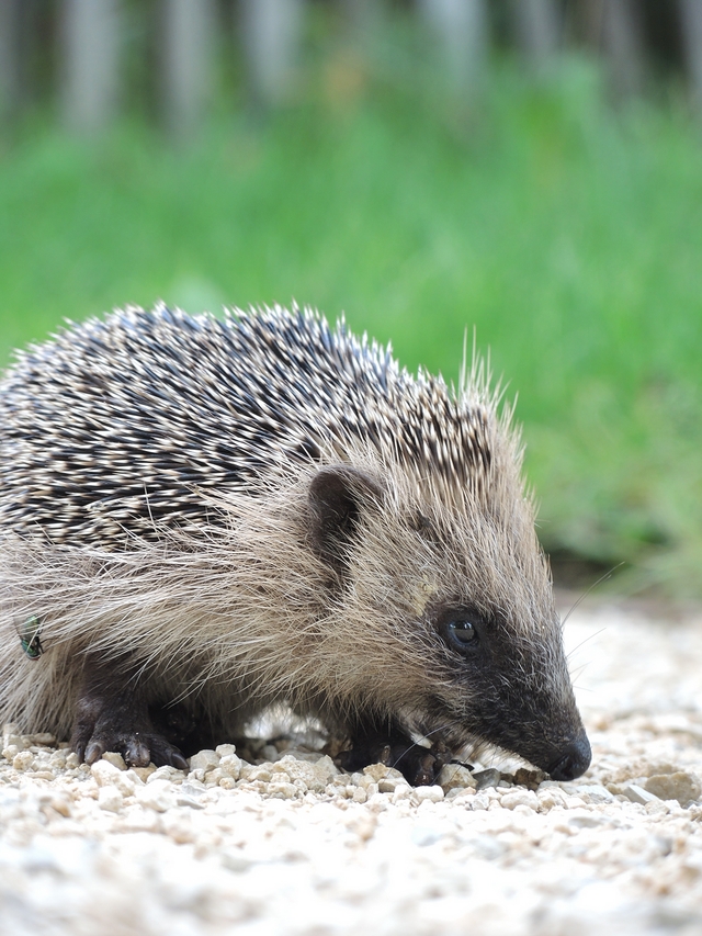 Metz: de botanische tuin - 2: de dieren