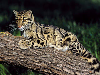 Clouded Leopard