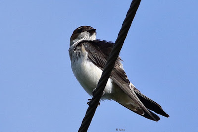 "Streak-throated Swallow, my first sighting of this species in Mount Abu, perched on a wire."