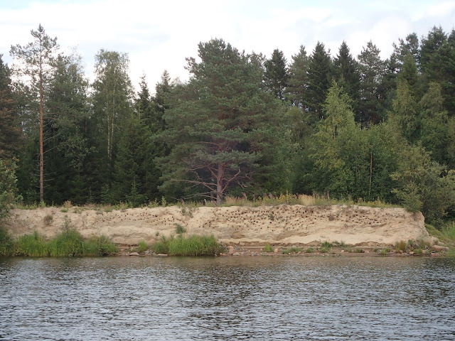 Savitörmä lintujen pesäkoloineen jokivarressa