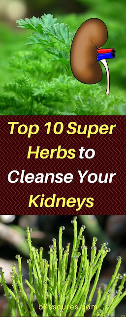 Top 10 Super Herbs to Cleanse Your Kidneys