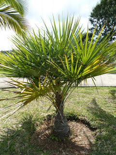 Coccothrinax spissa 