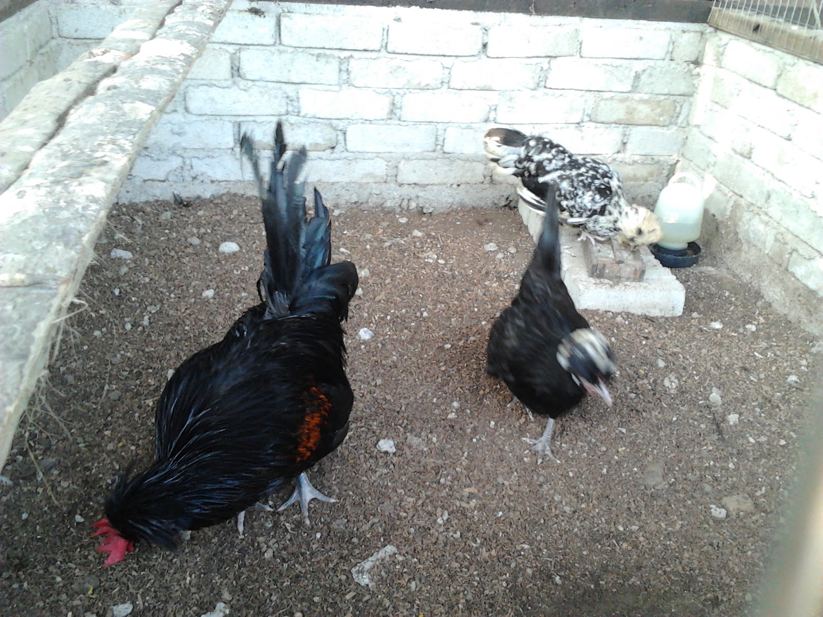 Penternakan Ayam  Kampung Asli Ori Induk Di Afiqagrofarm