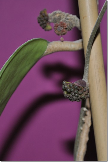 H. Vitellina