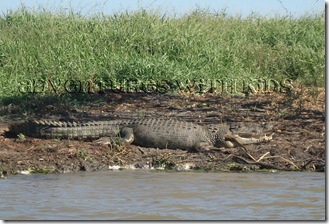 saltwater_croc