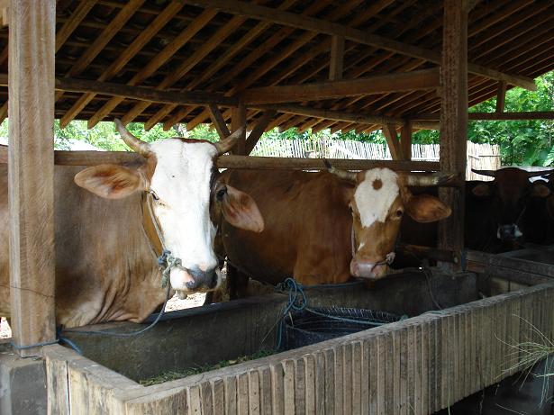 Jual Kambing I Jual Sapi I Aqiqah I Hewan Qurban I Susu Kambing Etawa I