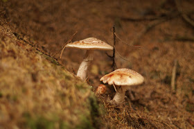 fungi on the forest floor